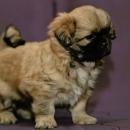 Tibetan spaniel - puppy - Tibetan Spaniel (231)