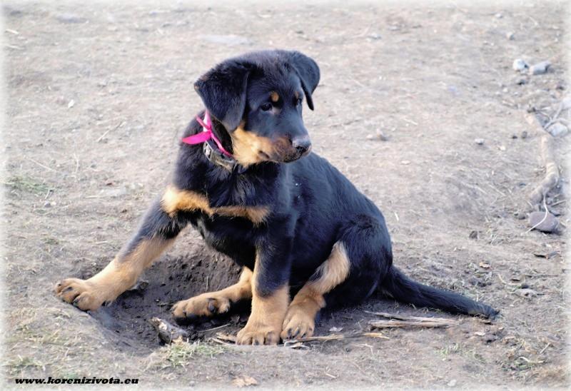 Beauceron puppies females Puppies for sale