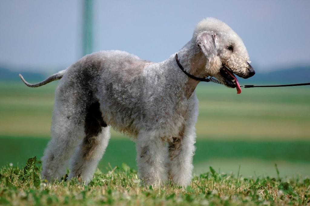 Bedlington terrier puppies Puppies for sale