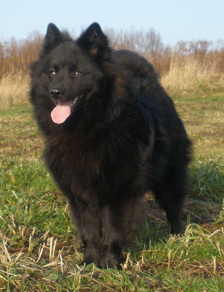 Grossspitz Giant German Spitz Black puppies for sale pedigree FCI Puppies for sale