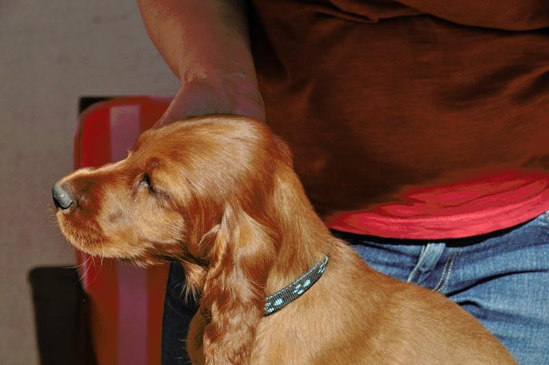 ADDY 4 month old irish setter Puppies for sale