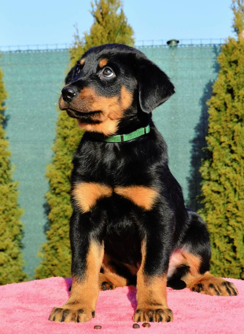 Beauceron puppies for sale Puppies for sale