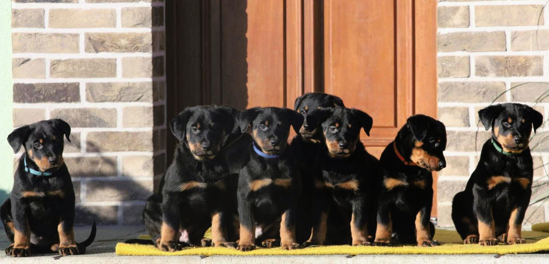 Beauceron puppies for sale Puppies for sale