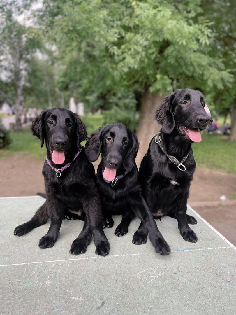 Flatcoated retrievers with pedigree Puppies for sale