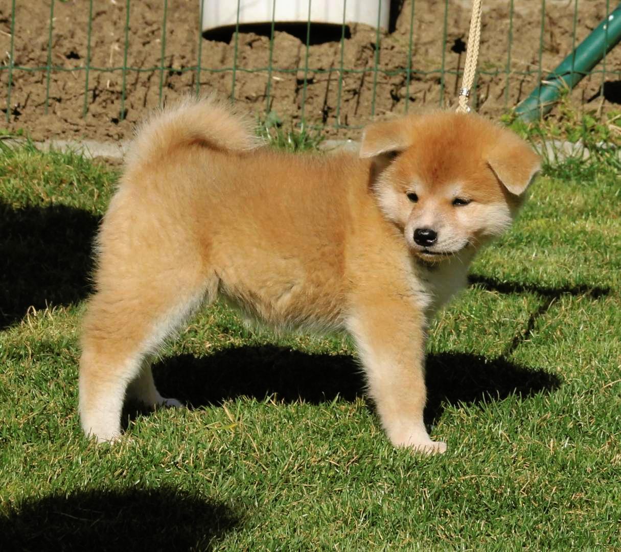 Akita puppy Puppies for sale