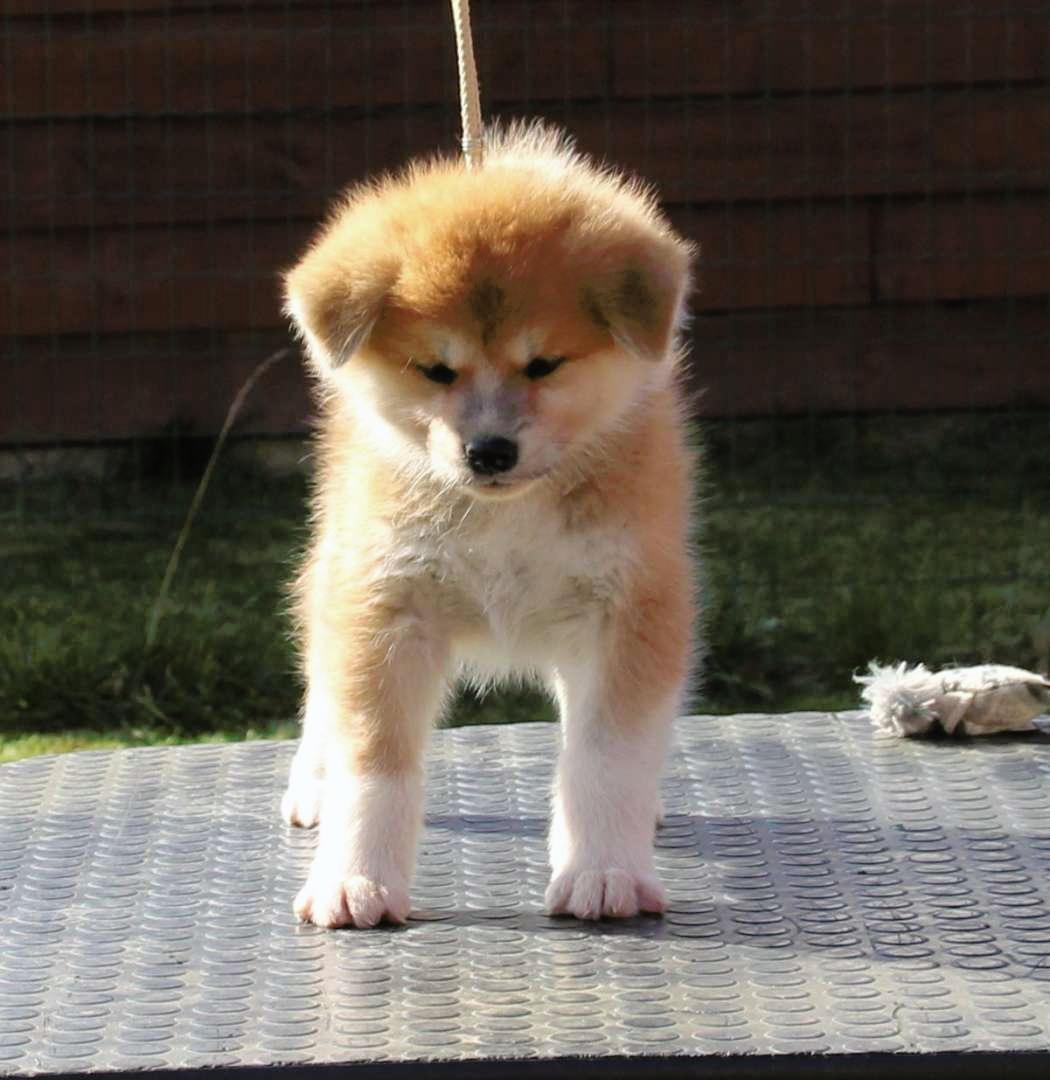 Akita puppies for sale from CZ (Damukara Kennel) Puppies for sale