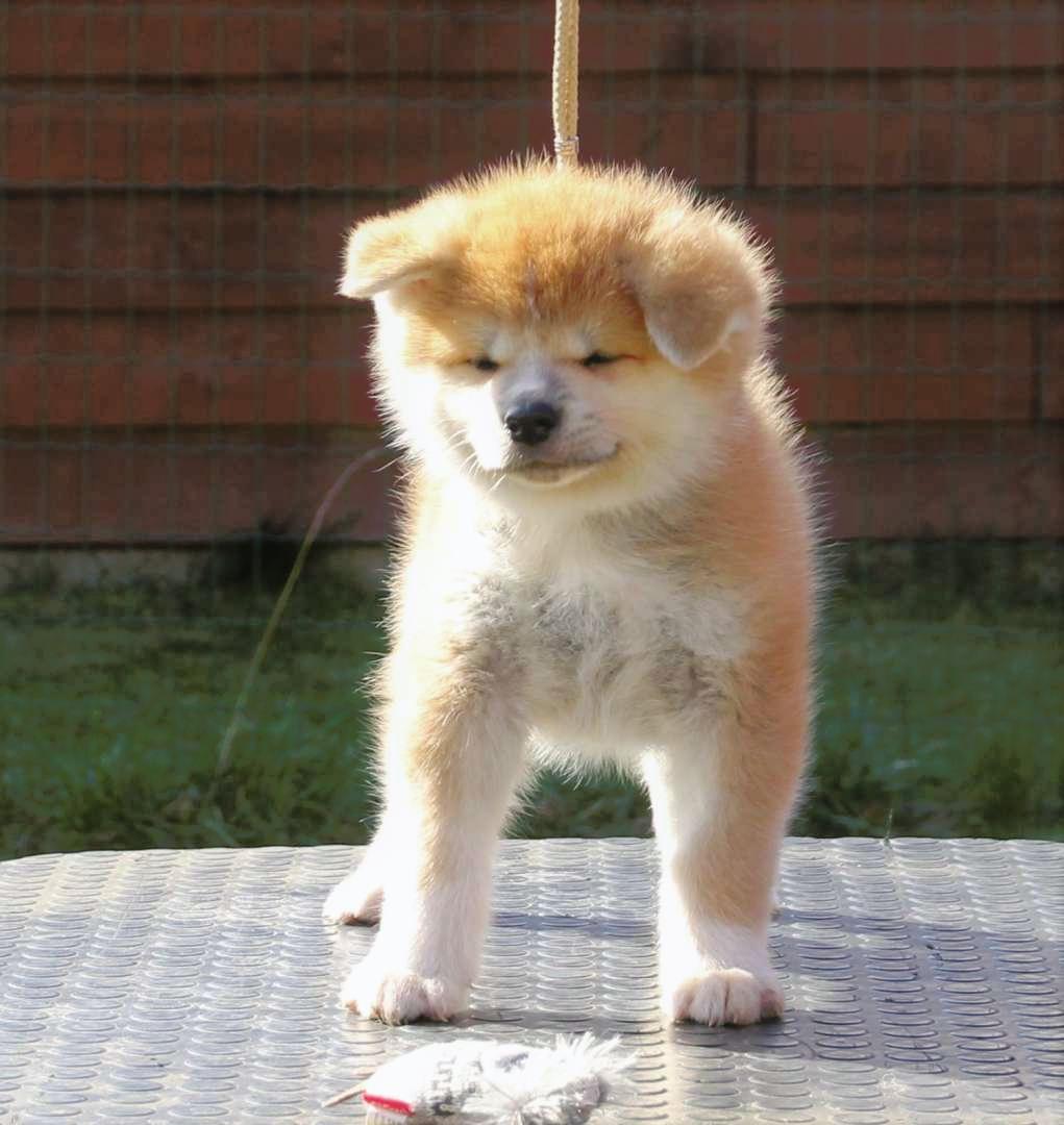 Akita puppy Puppies for sale