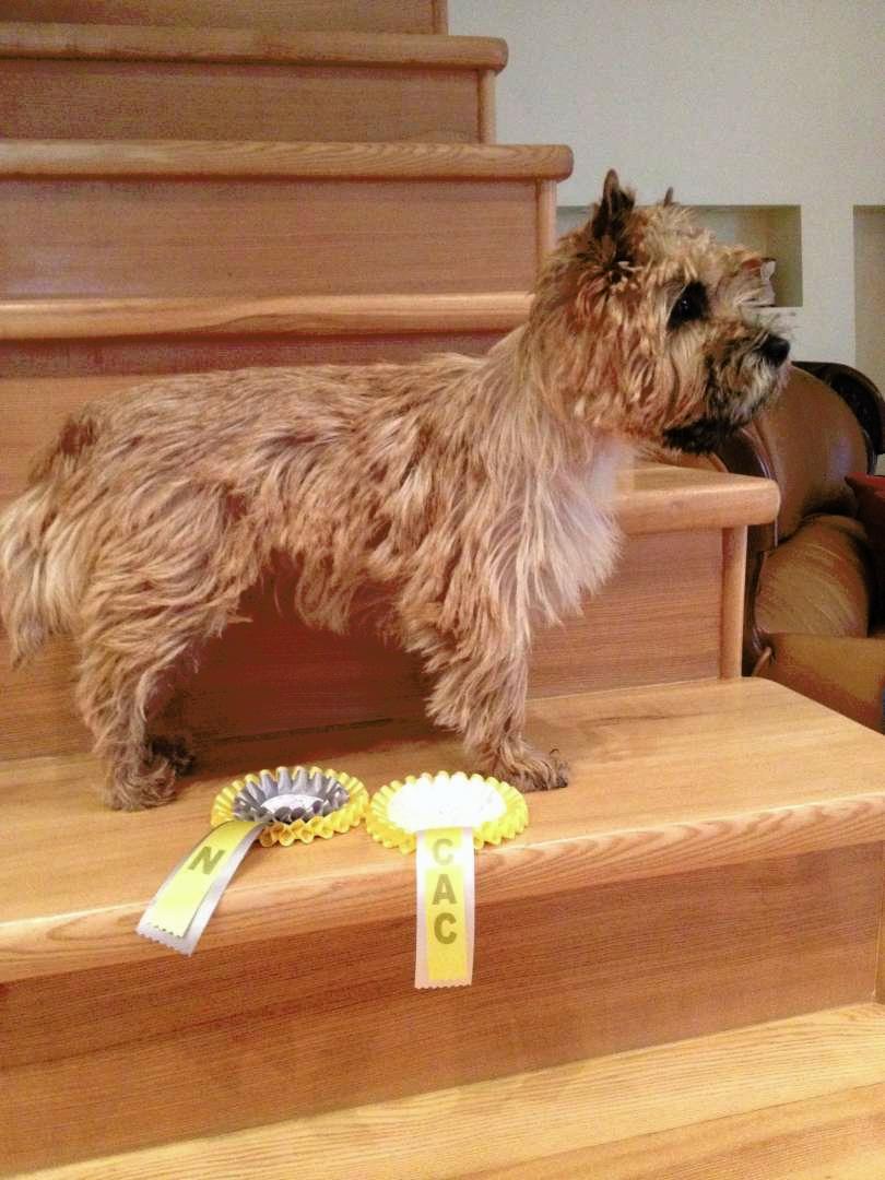 Cairn Terriers for sale Puppies for sale