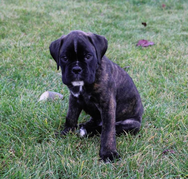 Boxer puppies for sale