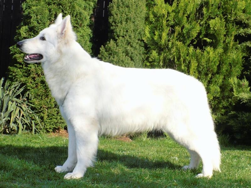 White Swiss Shepherd from Fci pedigree Puppies for sale