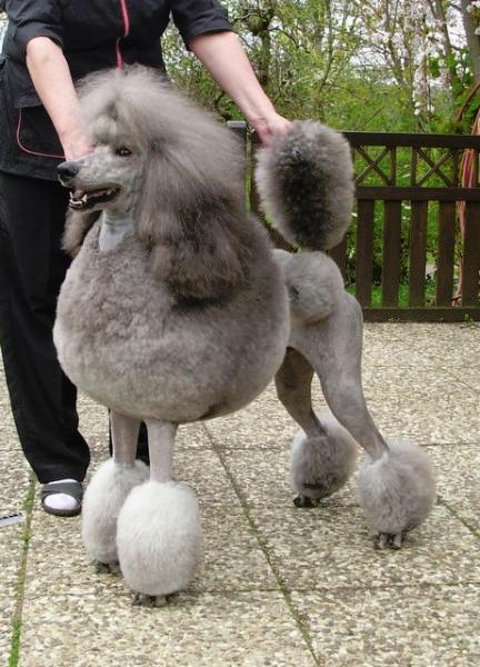 Silver standard poodle | Puppies for sale | DOGVA.com