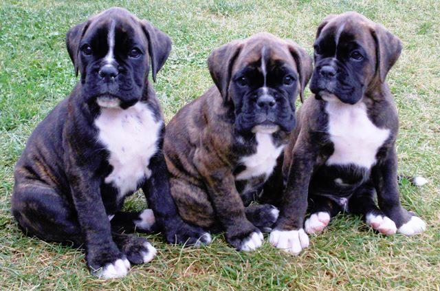German boxer puppies, FBig Boss Signum Laudis Puppies