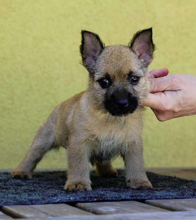 Norwich terrier pupies with pedigree Puppies for sale