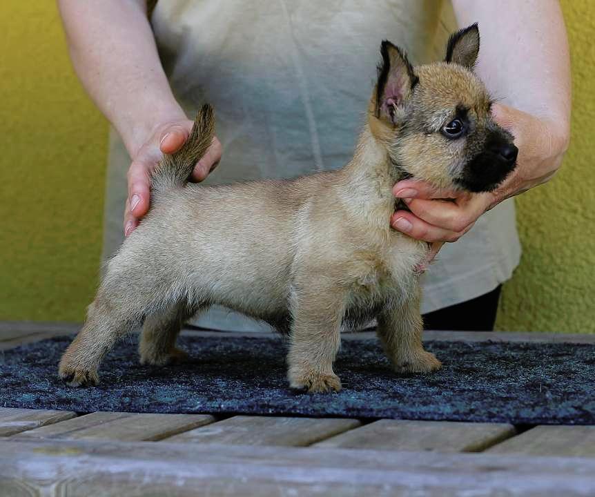 Norwich terrier - pupies with pedigree | Puppies for sale ...