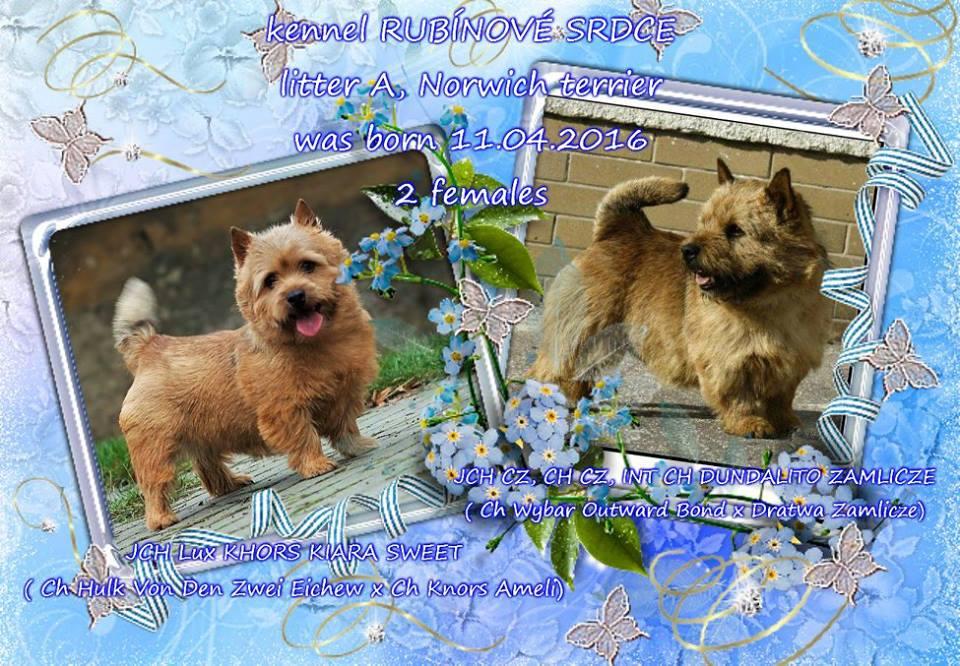 Norwich terrier pupies with pedigree Puppies for sale