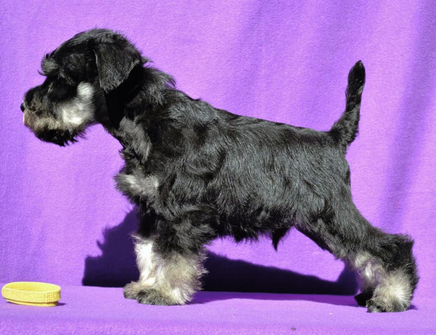 Black and silver schnauzer Puppies for sale
