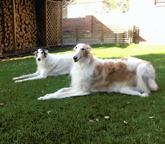 Westend Park - Borzoi Kennel - westendparkborzoi