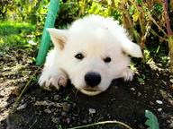 White Swiss Shepherd Puppy - White Swiss Shepherd Dog (347)