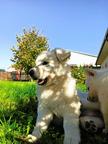 White Swiss Shepherd Puppy - White Swiss Shepherd Dog (347)