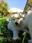 White Swiss Shepherd Puppy - White Swiss Shepherd Dog (347)