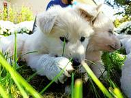 White Swiss Shepherd Puppy - White Swiss Shepherd Dog (347)