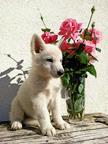 White Swiss Shepherd Puppy - White Swiss Shepherd Dog (347)