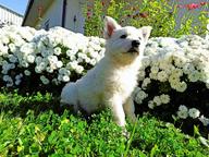 White Swiss Shepherd Puppy - White Swiss Shepherd Dog (347)