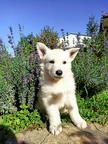 White Swiss Shepherd Puppy - White Swiss Shepherd Dog (347)
