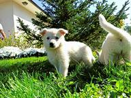 White Swiss Shepherd Puppy - White Swiss Shepherd Dog (347)