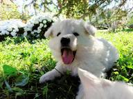 White Swiss Shepherd Puppy - White Swiss Shepherd Dog (347)