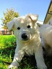 White Swiss Shepherd Puppy - White Swiss Shepherd Dog (347)