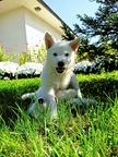 White Swiss Shepherd Puppy - White Swiss Shepherd Dog (347)