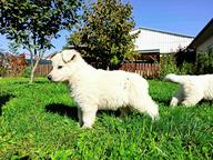 White Swiss Shepherd Puppy - White Swiss Shepherd Dog (347)