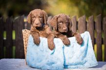 Chesapeake bay retriver whit FCI pedigre - Chesapeake Bay Retriever (263)