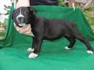 American staffordshire terrier-black