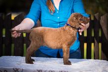 Chesapeake bay retriver whit FCI pedigre - Chesapeake Bay Retriever (263)