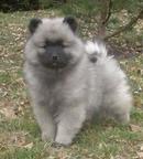 Keeshond excelent puppies for Sale - pedigree FCI - German Spitz (097)
