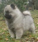 Keeshond excelent puppies for Sale - pedigree FCI - German Spitz (097)
