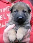 Puppies of German Shepherd