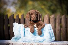 Chesapeake bay retriver whit FCI pedigre - Chesapeake Bay Retriever (263)