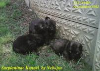 Sarplaninac Kennel by Nebojsa FCI (16/03 - 4302) - Yugoslavian Shepherd Dog (Sharplanina) (041)