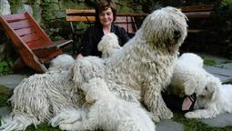 KOMONDOR- reliable guardian of your family and property! - Komondor (053)