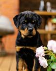 Big Central asian shepherd dog - Central Asian Shepherd Dog (335) Big Central asian shepherd dog - Central Asian Shepherd Dog (335)