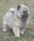 Keeshond excelent puppies for Sale - pedigree FCI - German Spitz (097)