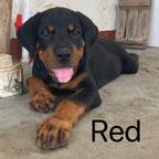 Rottweiler Puppies - Rottweiler (147)