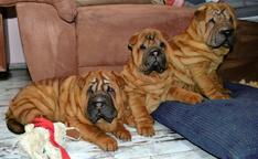 Puppies shar pei