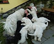 KOMONDOR- reliable guardian of your family and property! - Komondor (053)