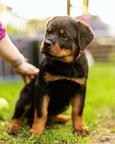 Big Central asian shepherd dog - Central Asian Shepherd Dog (335) Big Central asian shepherd dog - Central Asian Shepherd Dog (335)