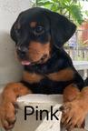 Rottweiler Puppies - Rottweiler (147) Rottweiler Puppies - Rottweiler (147)