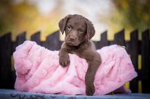 Chesapeake bay retriver whit FCI pedigre - Chesapeake Bay Retriever (263)